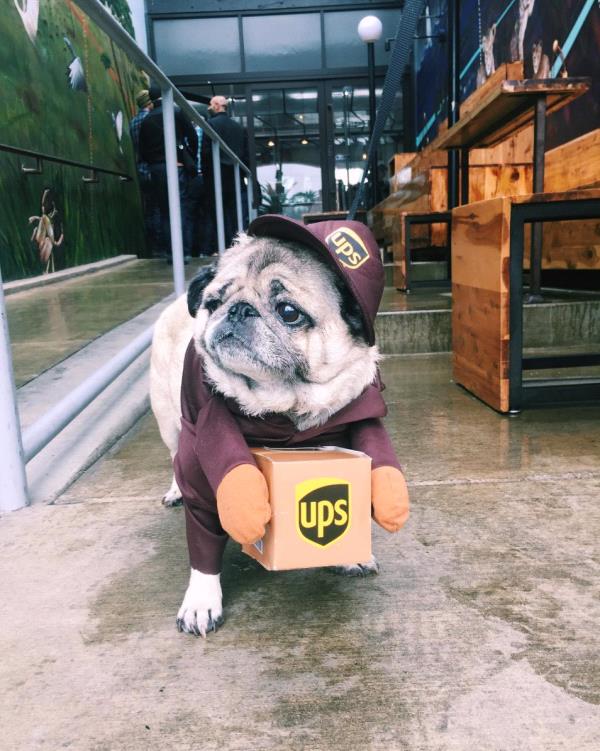 /Images/uploads/PUG NATION RESCUE OF LOS ANGELES/pugnationcalendar/entries/2572.jpg